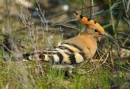 Eurasian Hoopoe