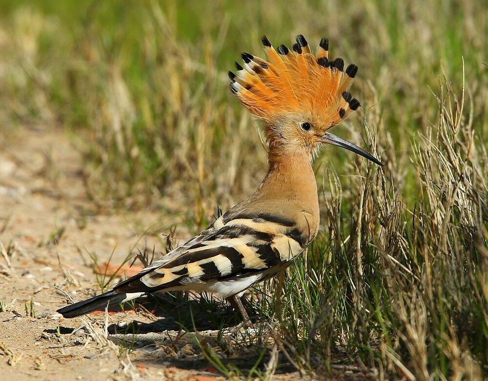 Huppe fasciéeadulte nuptial, identification