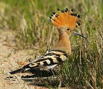 Eurasian Hoopoe