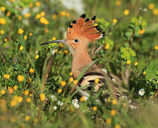 Eurasian Hoopoe