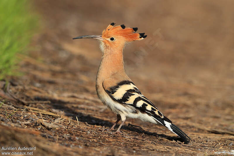 Huppe fasciéeadulte nuptial, identification