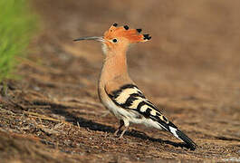 Eurasian Hoopoe