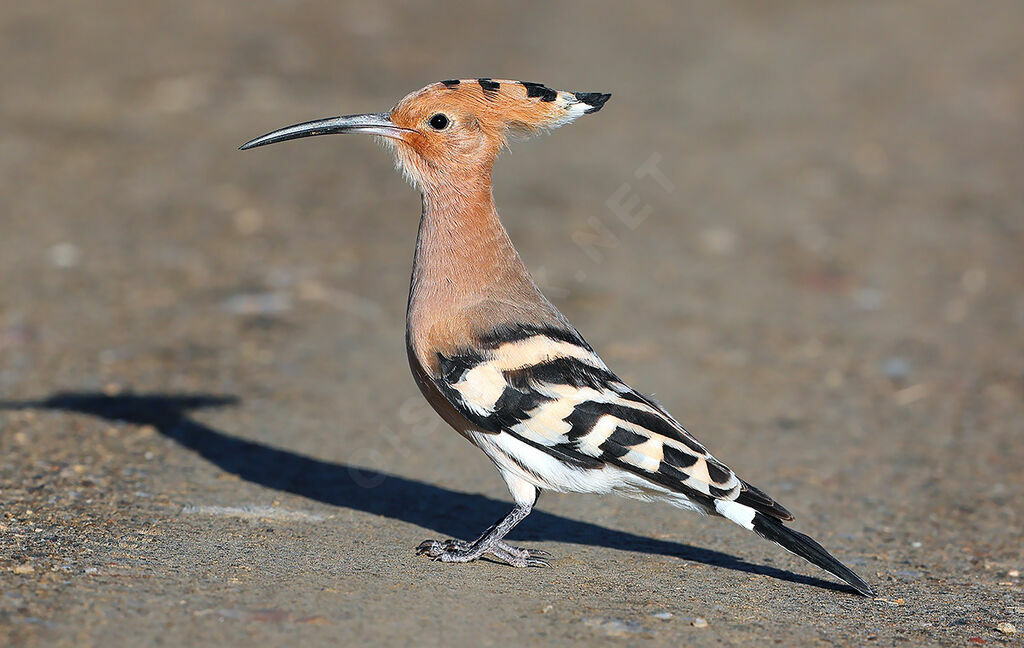 Eurasian Hoopoeadult, identification