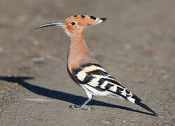 Eurasian Hoopoe