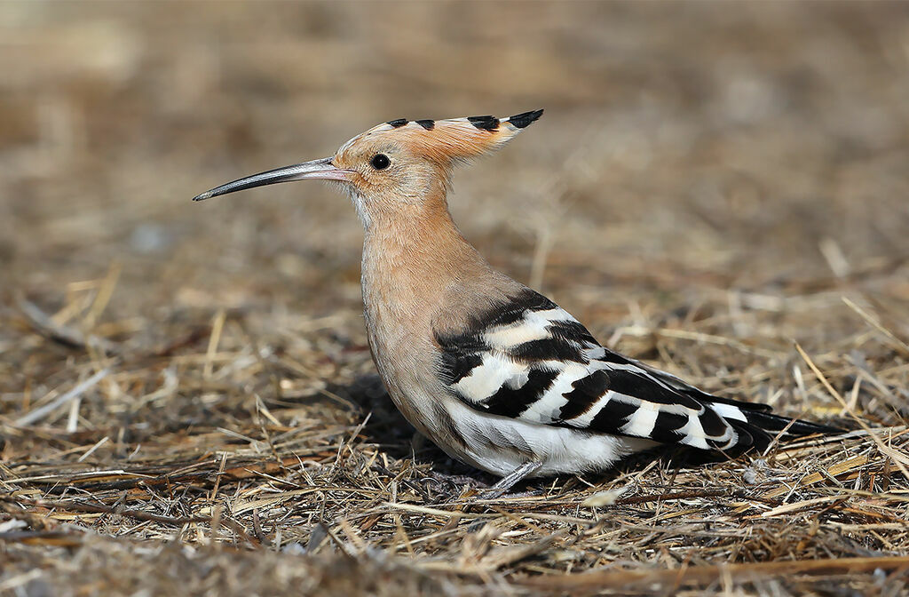 Eurasian Hoopoe, identification