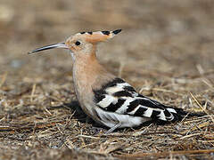 Eurasian Hoopoe