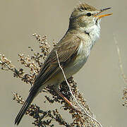 Booted Warbler