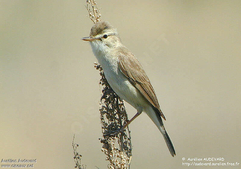 Booted Warbler male adult breeding, close-up portrait