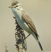 Booted Warbler