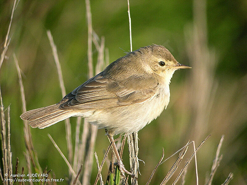 Booted Warblerjuvenile, identification