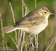 Booted Warbler