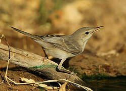 Upcher's Warbler