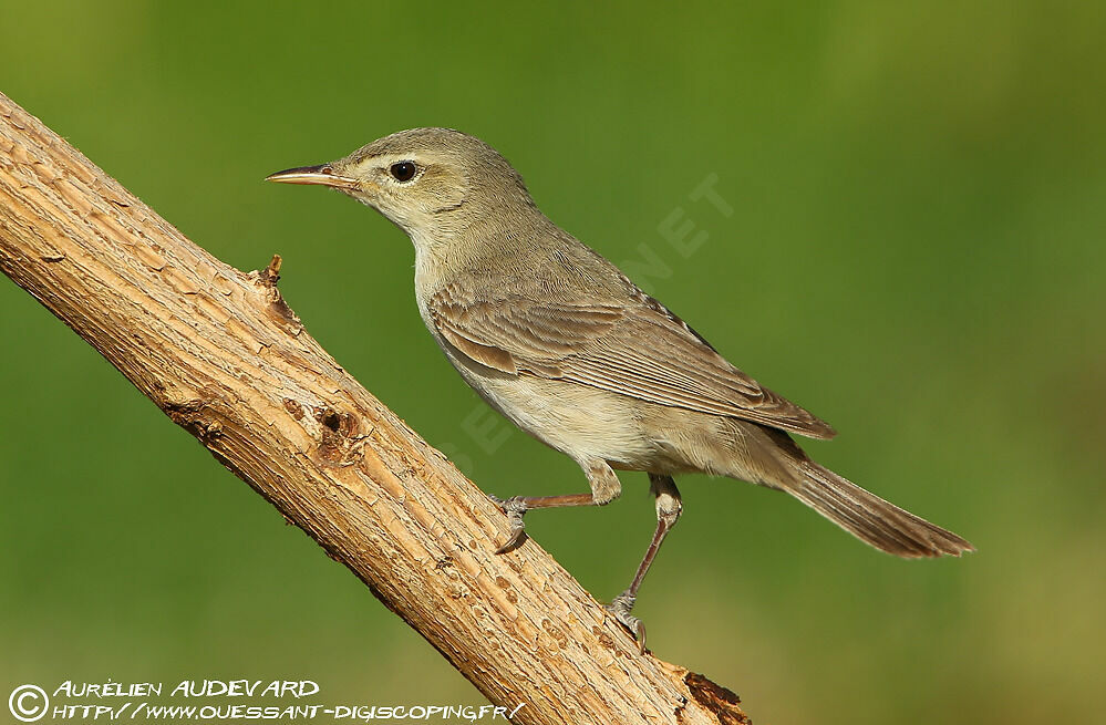 Upcher's Warbler