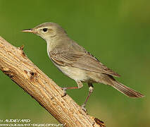 Upcher's Warbler