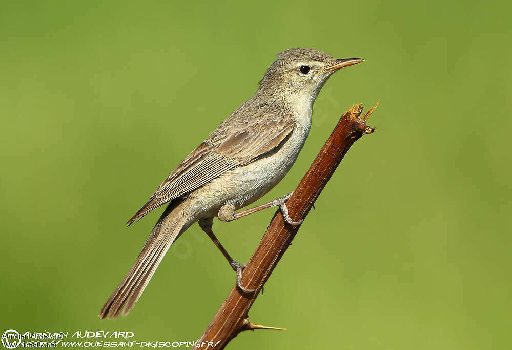 Upcher's Warbleradult, identification