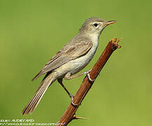 Upcher's Warbler