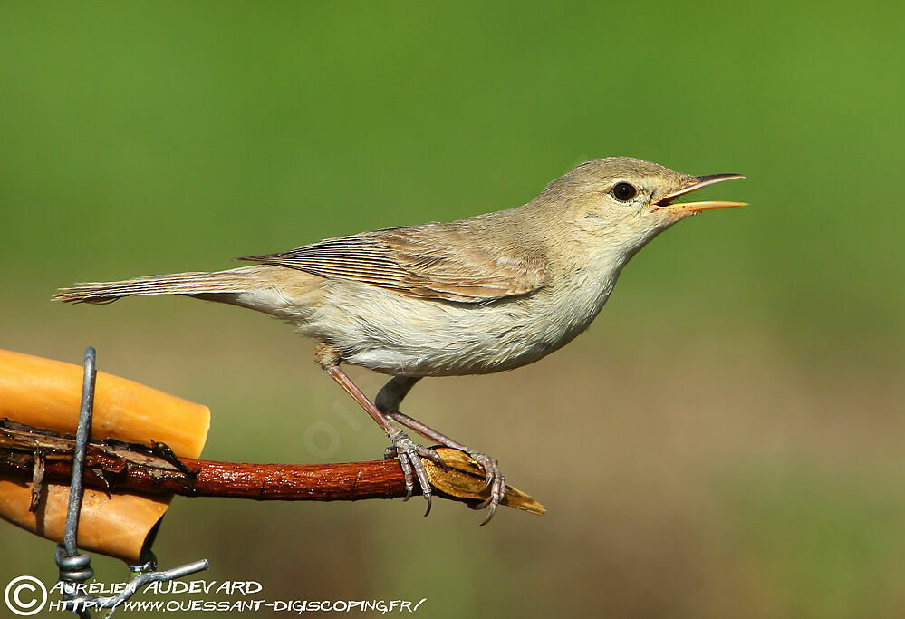 Upcher's Warbler