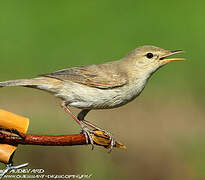 Upcher's Warbler