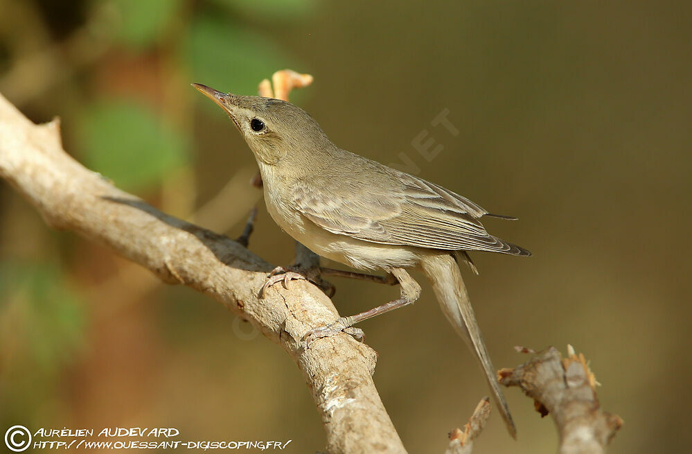 Upcher's Warbler