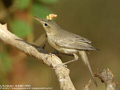 Upcher's Warbler