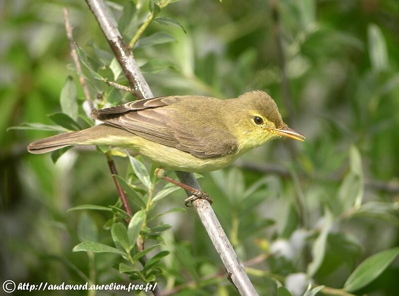 Melodious Warbler