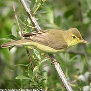 Melodious Warbler