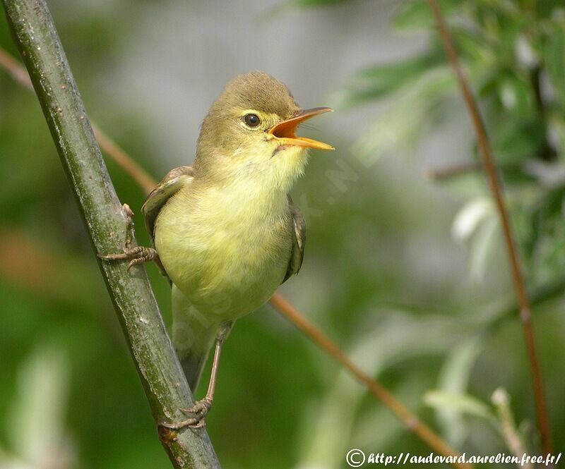 Melodious Warbler