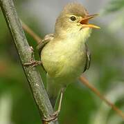 Melodious Warbler