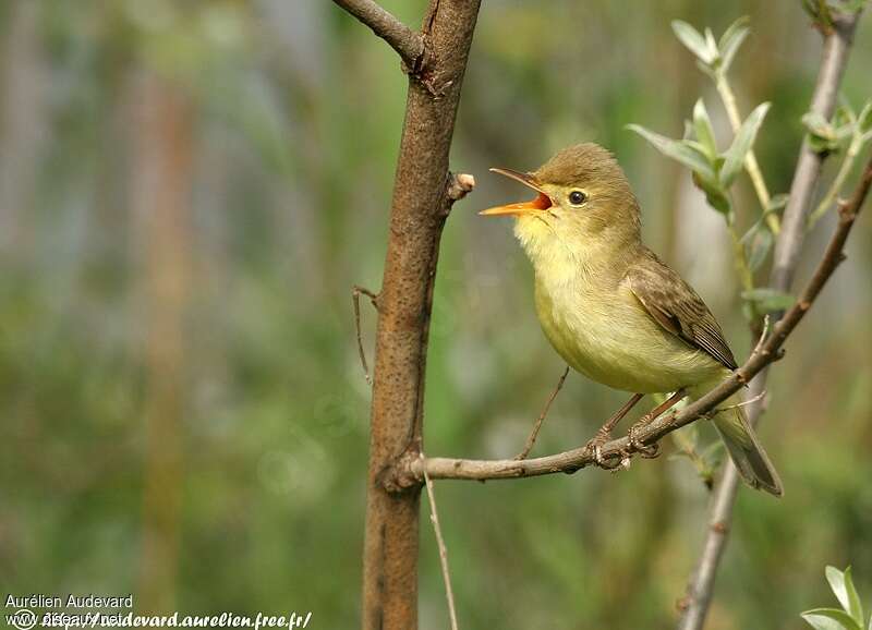 Melodious Warbler male adult, identification