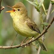 Melodious Warbler