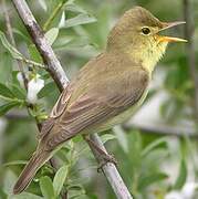 Melodious Warbler