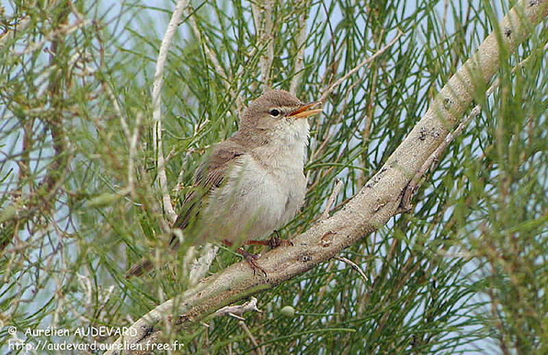 Sykes's Warbler male adult breeding