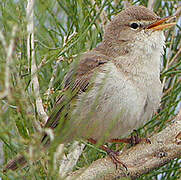 Sykes's Warbler