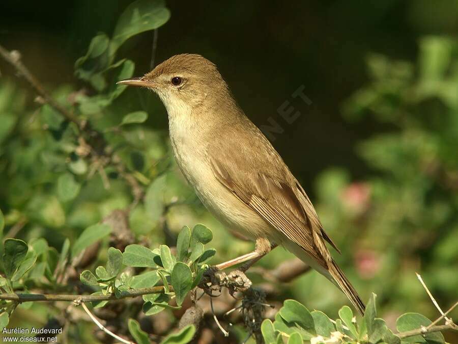 Sykes's Warbleradult, identification