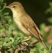 Sykes's Warbler