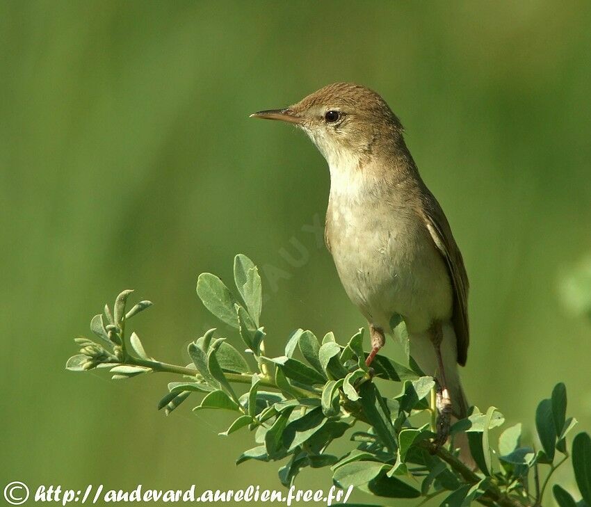 Sykes's Warbler male adult