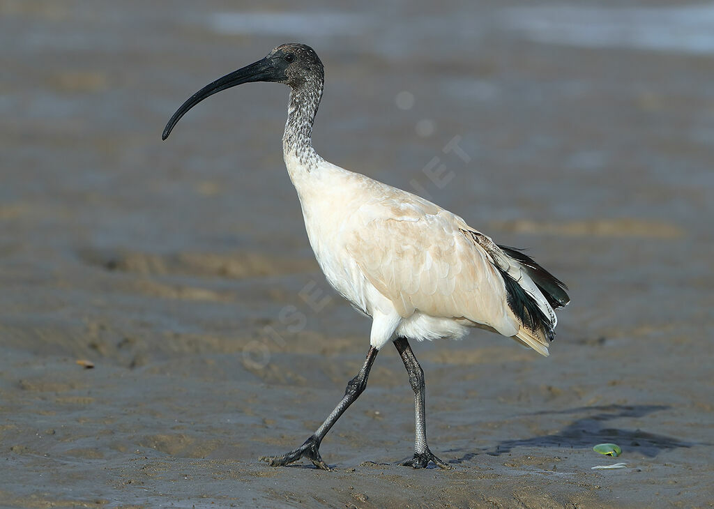 Australian White Ibisadult, identification