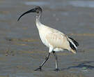 Ibis à cou noir