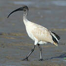 Ibis à cou noir