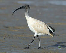 Australian White Ibis