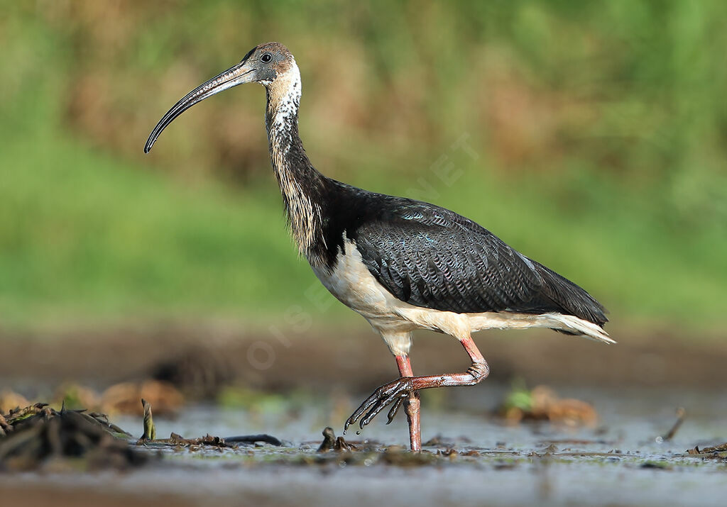 Straw-necked Ibisadult, walking