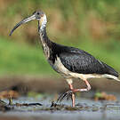 Ibis d'Australie