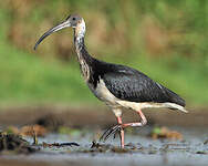 Ibis d'Australie