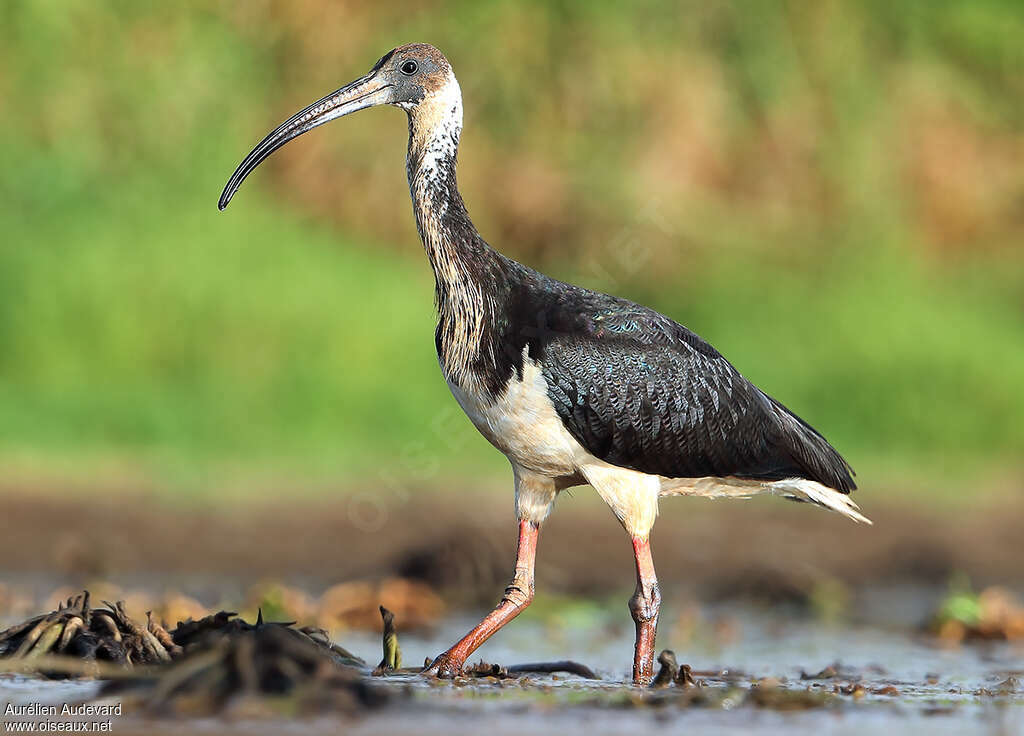 Straw-necked Ibisadult, identification