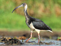 Ibis d'Australie