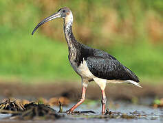 Straw-necked Ibis