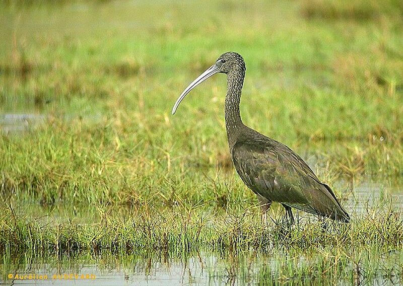 Ibis falcinelle