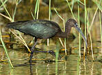 Ibis falcinelle