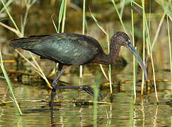 Ibis falcinelle