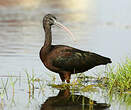 Ibis falcinelle